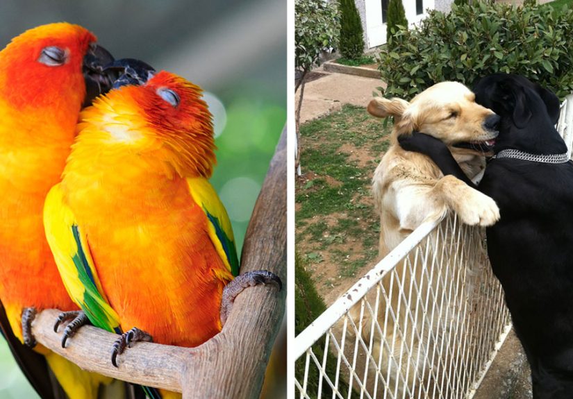 93 Animal Couples That Prove Love Exists In The Animal Kingdom Too