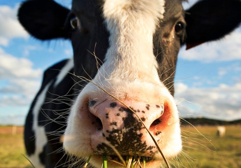A Herd of Genetically Engineered Super Cows May Just Solve the Insulin Crisis