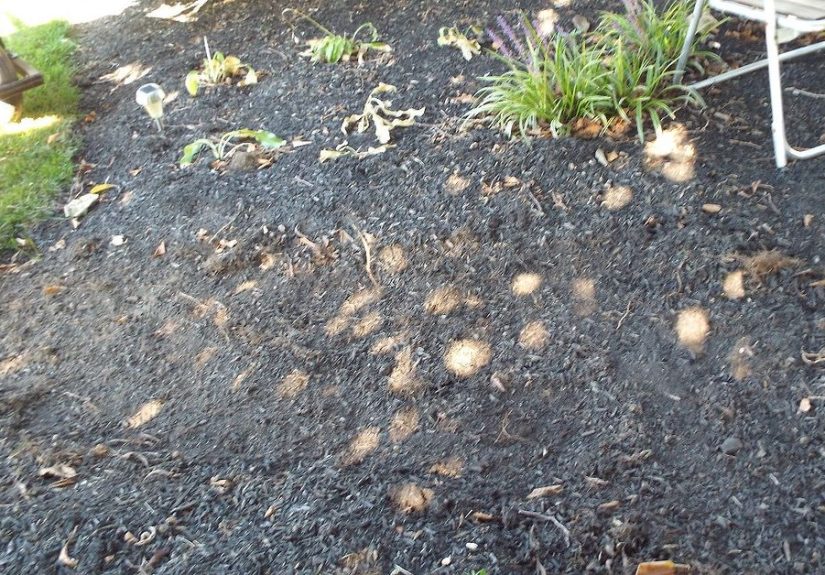 Giant Elephant Ear Plant Stepping Stones