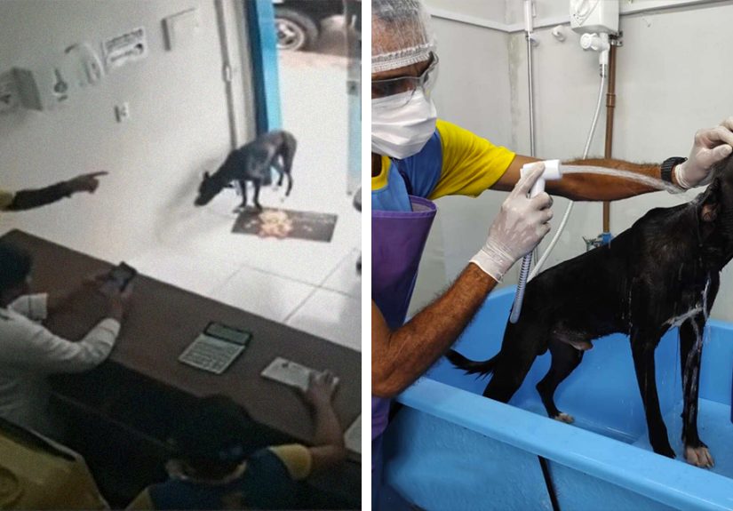 &ldquo;He Put The Injured Paw Forward&rdquo;: Video Shows Stray Dog Wandering Into A Vet Clinic As If To Ask For Help
