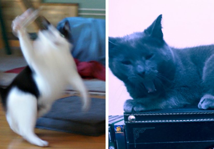 Hey Pandas, Post An Image Of Your Pet Looking Possessed