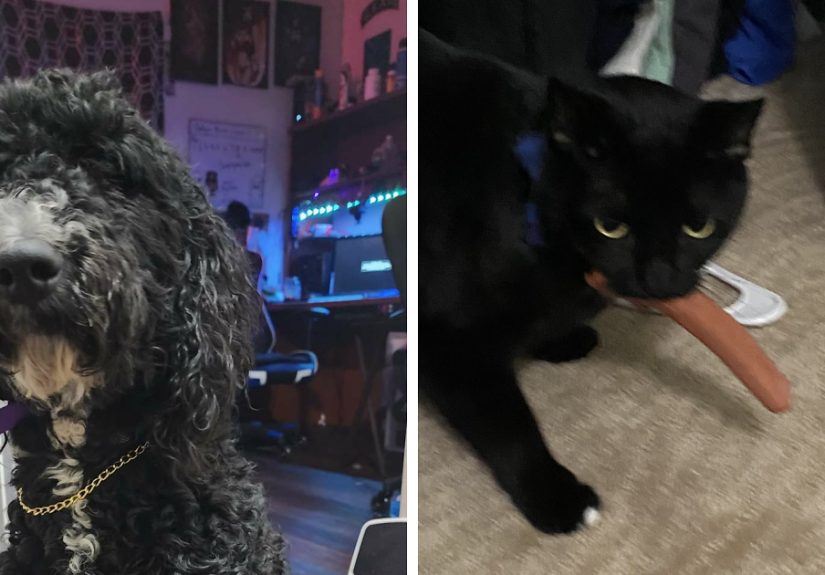 Hey Pandas, Post The Funniest Picture Of Your Pet