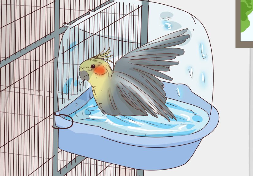 How to Buy a Pet Cockatiel: 11 Steps