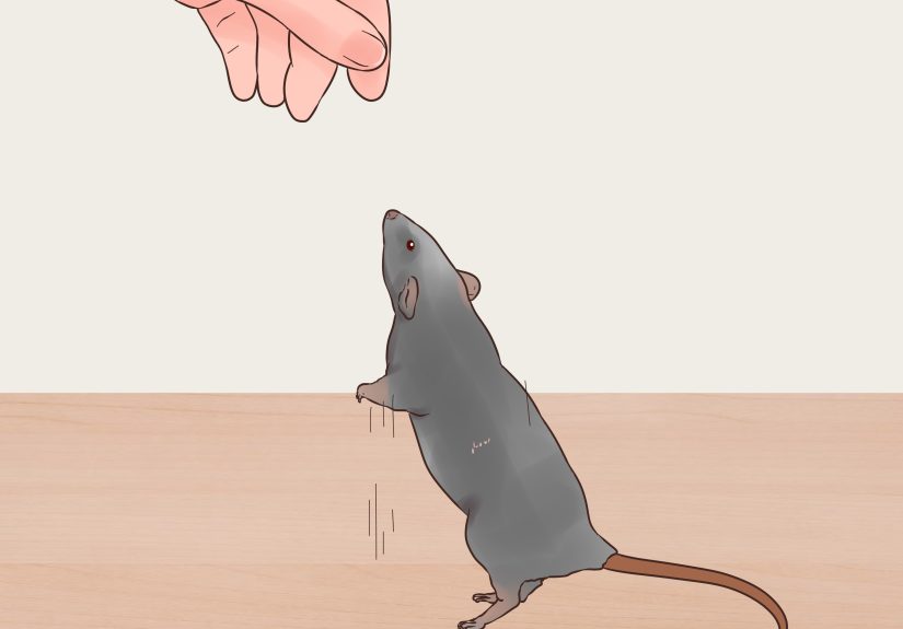 How to Care for a Dumbo Rat: 15 Steps