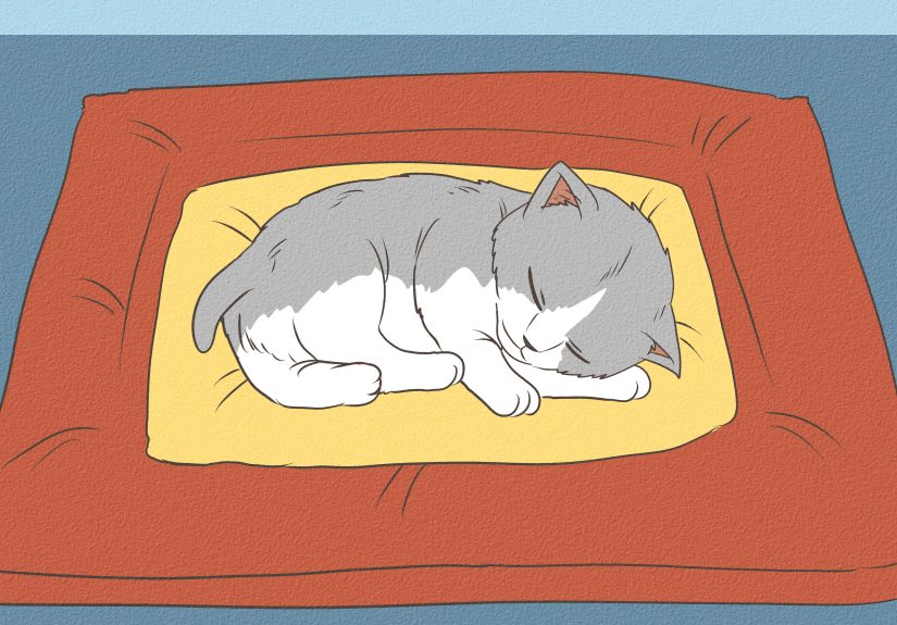 How to Feed a Newborn Kitten: Easy Step-by-Step Guide