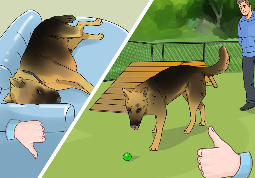 How to Help a Dog in Heat & Prevent Bleeding
