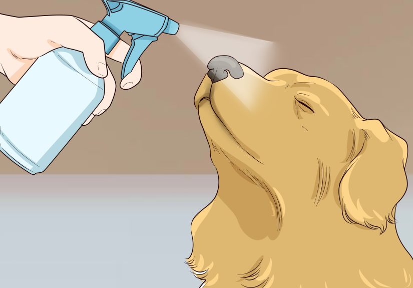 How to Introduce a Cat to a Dog For the First Time