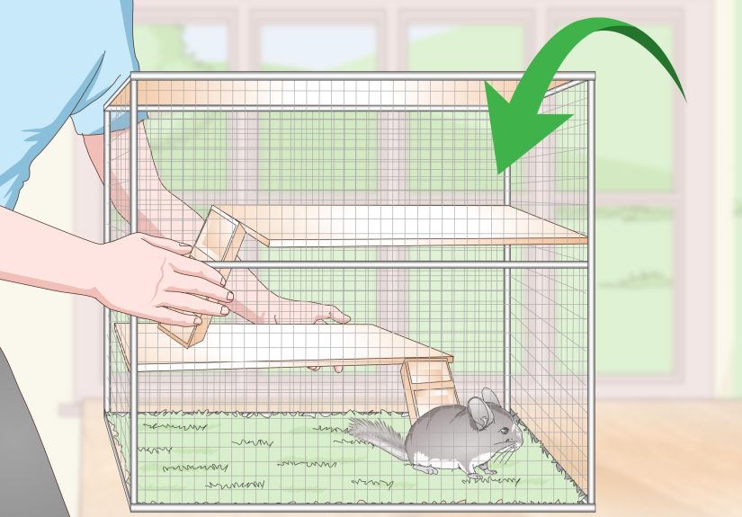 How to Keep a Chinchilla Calm: 11 Steps