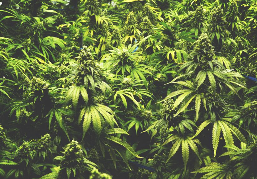 It's Time to Start Thinking About Cannabinoids