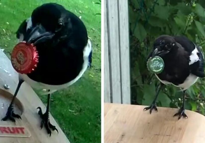 Magpies Love This Bird Feeder That Accepts Bottle Caps
