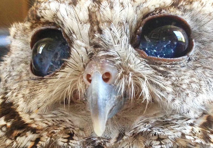 Meet Zeus: The Rescued Blind Owl With Stars In His Eyes