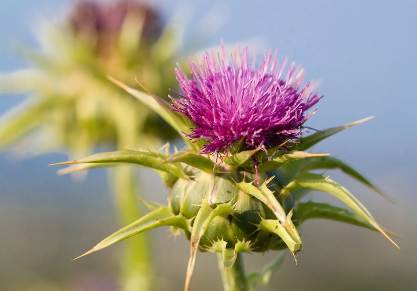 Milk Thistle: Can It Help Fatty Liver?