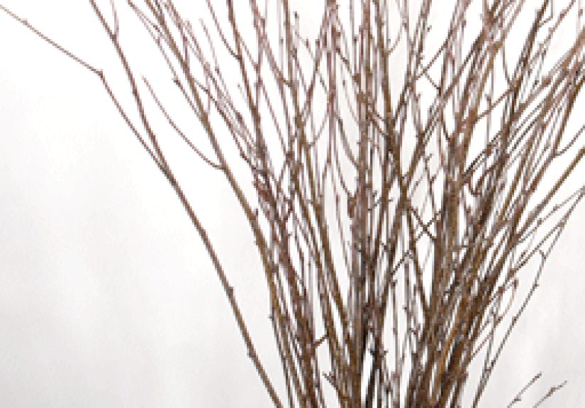 Natural Birch Branches
