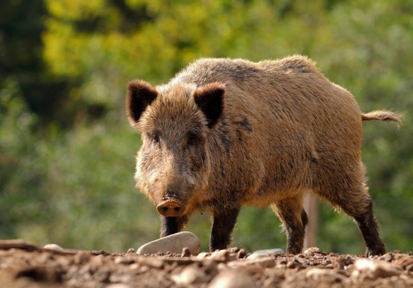 Not Wild About Wild Hogs? Here Are 7 Ways to Keep Them Out of Your Yard