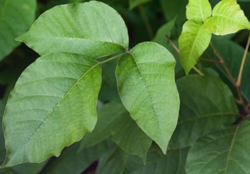 Psoriasis vs. Poison Ivy: What's the Difference?