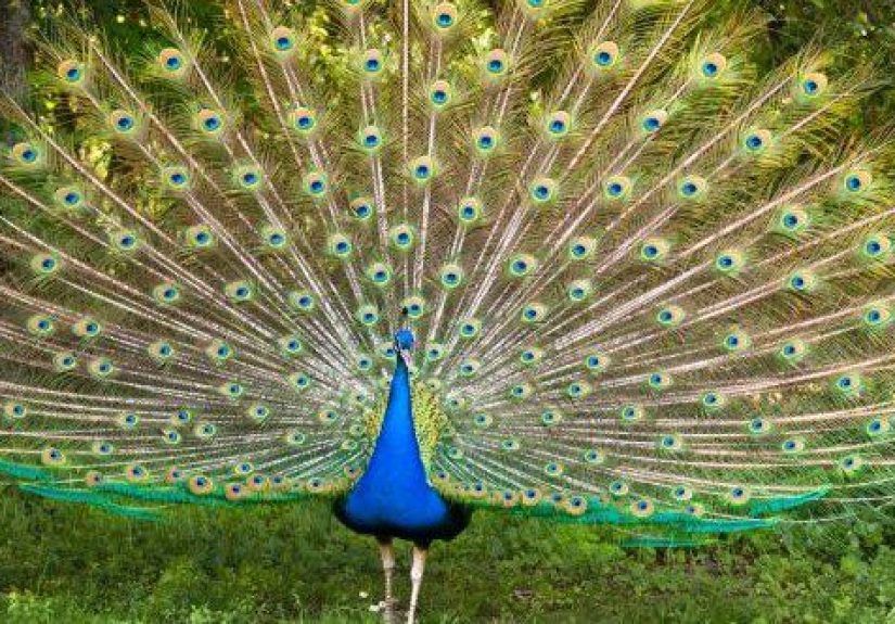 Ten Mind-Boggling Discoveries About Birds
