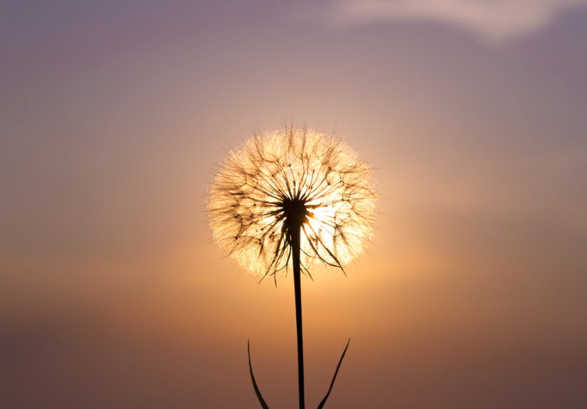 The Critical Importance of Wisdom