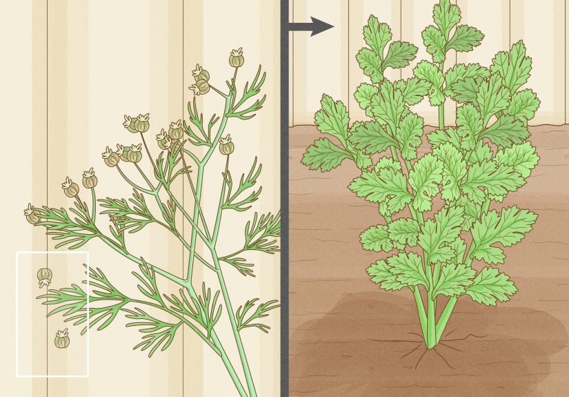 When and How to Harvest Fresh Cilantro